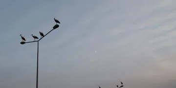 Erzincan’da leyleklerin erken göçü