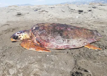 Yaralı caretta caretta tedavi altına alındı