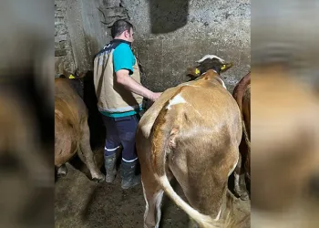 Yonca yiyerek şişen 163 hayvana veteriner hekimler müdahale etti