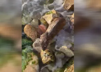 İstanbul’da nesli tükenmekte olan su samuru görüntülendi