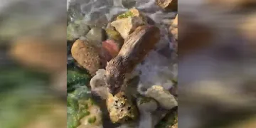 İstanbul’da nesli tükenmekte olan su samuru görüntülendi