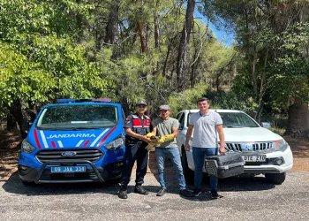 Yaralı şahin, jandarma ekiplerince kurtarıldı