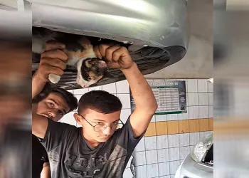 Otomobilin motoruna sıkışan kedi için seferber oldular