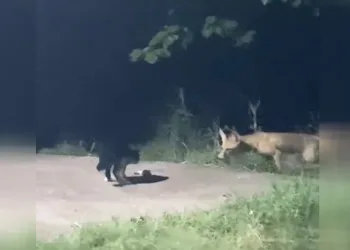 Kedi ile tilki’nin ekmek kavgası gülümsetti