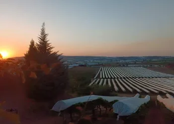 Gün batımında örtülü bağlarda kartpostallık güzellik
