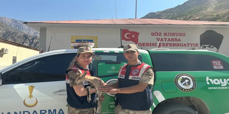 Yavru dağ keçisi jandarma ekipleri tarafından kurtarıldı