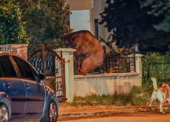 Aç kalan ayı başkentte şehre indi