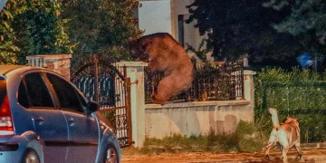 Aç kalan ayı başkentte şehre indi
