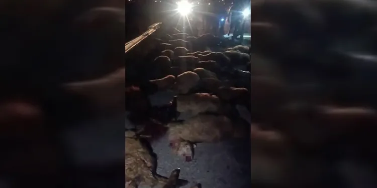 Ağrı-Diyadin yolunda kaza: 70 koyun telef oldu