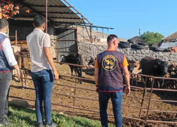 Afyonkarahisar’da çalınan büyükbaş hayvanlar Isparta’da bulundu