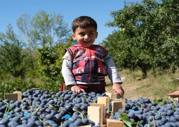 Erzincan Cimin üzümünde hasat başladı