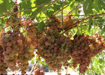 Siirt’te üzüm hasadı başladı