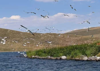 Taşlıçay Balık Gölü adasında kuşlar için temizlik seferberliği