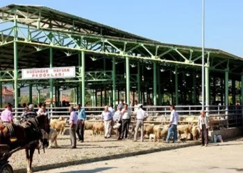 Sarıgöl Hayvan Pazarı ikinci bir emre kadar kapatıldı