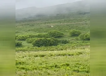 Beyaz Boz ayı görüntülendi