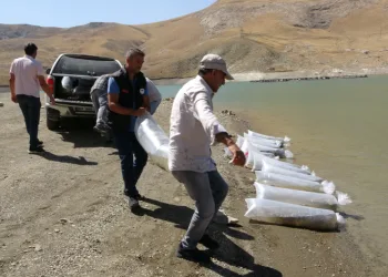 Van’da 400 bin yavru sazan göllere bırakıldı