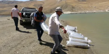 Van’da 400 bin yavru sazan göllere bırakıldı