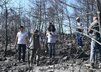 Muğla’da yanan ormanları yeşillendirme çalışmaları başladı