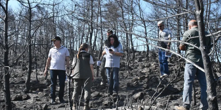 Muğla’da yanan ormanları yeşillendirme çalışmaları başladı