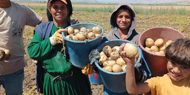 Kışlık ‘agria’ cinci patateste hasat başladı