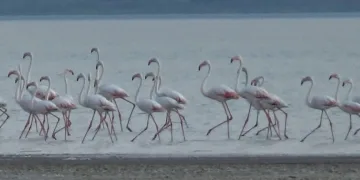 Erçek Gölü flamingoların gelişiyle renklendi
