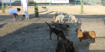 Kuşadası’nda sokak köpekleri için özel barınak