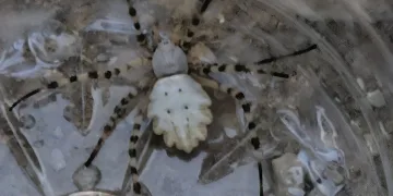 Dünyanın en zehirli örümceklerinden biri Siirt’te görüldü