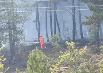 Kastamonu’da orman yangını