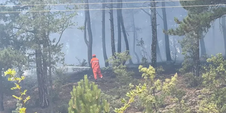 Kastamonu’da orman yangını