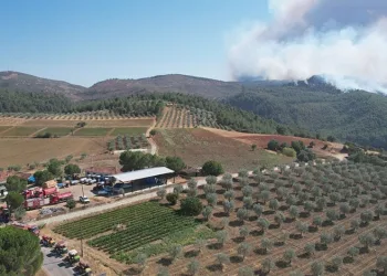 Manisa’daki orman yangını kontrol altında