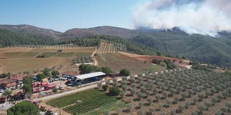 Manisa’daki orman yangını kontrol altında