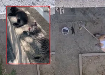 Manisa’da vahşet: 3 yavru kediyi fırça sapıyla öldürdü