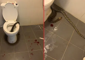 Evinin tuvaletinde piton saldırısına uğradı