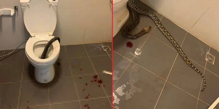 Evinin tuvaletinde piton saldırısına uğradı