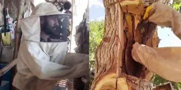 Kayalıkların arasında bal üretiyor