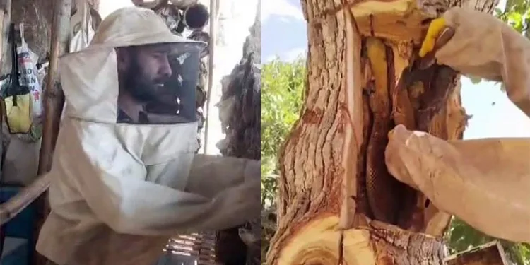 Kayalıkların arasında bal üretiyor
