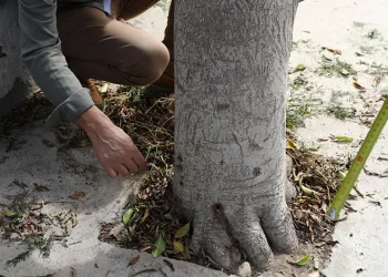 Bodrum’da ağaçlara zarar verenler tespit edilecek