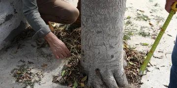 Bodrum’da ağaçlara zarar verenler tespit edilecek