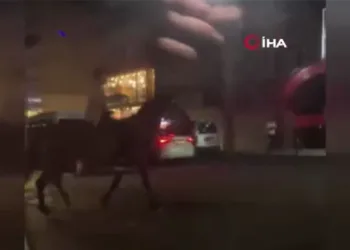 Küçükçekmece’de ilginç görüntü