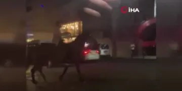 Küçükçekmece’de ilginç görüntü