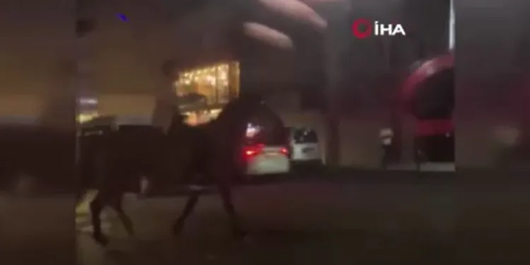 Küçükçekmece’de ilginç görüntü