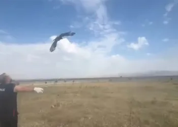 Kars’ta kızıl şahin doğal ortamına bırakıldı