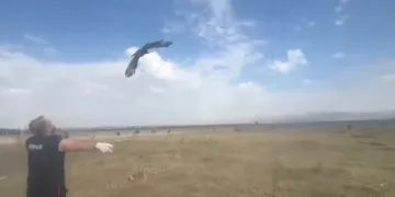 Kars’ta kızıl şahin doğal ortamına bırakıldı