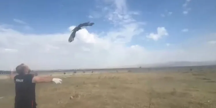 Kars’ta kızıl şahin doğal ortamına bırakıldı