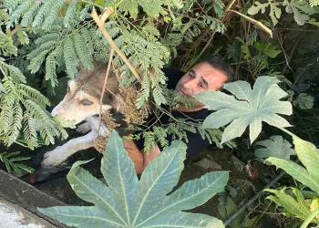 Dere yatağında mahsur kalan köpeği itfaiye kurtardı
