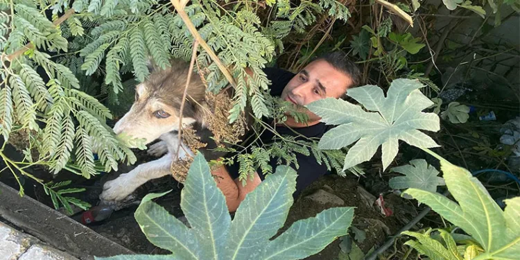 Dere yatağında mahsur kalan köpeği itfaiye kurtardı