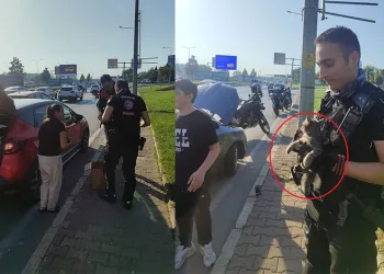 Bursa’da trafikte yavru kedi alarmı