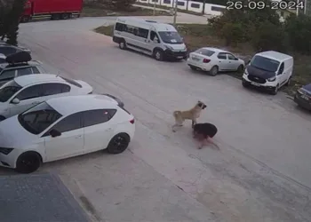 Köpeğini başıboş köpeklerden korumak için kendini siper etti