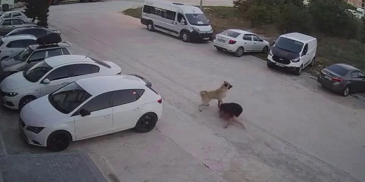 Köpeğini başıboş köpeklerden korumak için kendini siper etti