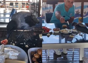 Antalya’da karga kahvaltıya eşlik etti
